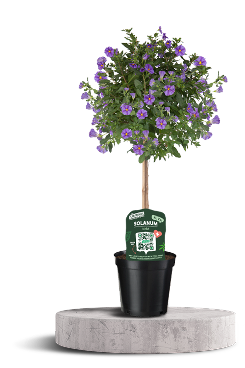 Solanum Violet 750 X 500 WT