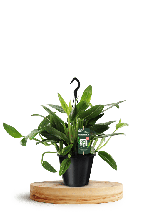 Philodendron Cobra Hang 17cm 750 X 500 WT