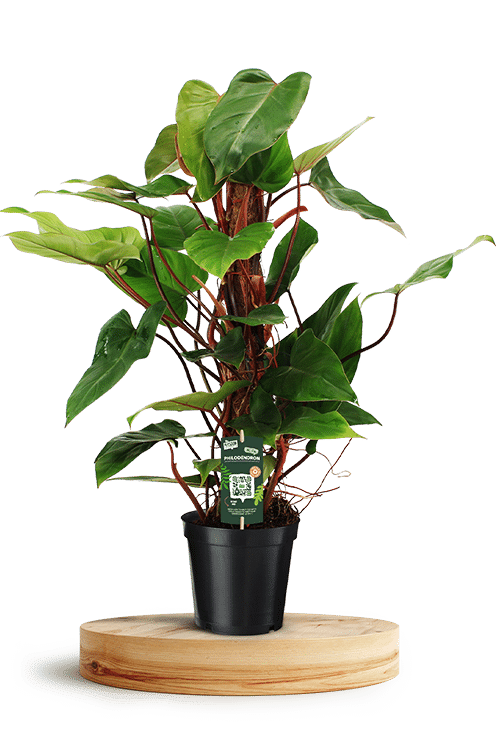 Philodendron Red Emerald 19cm 750 X 500 WT