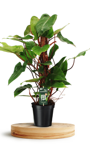 Philodendron Red Emerald 19cm 750 X 500 WT