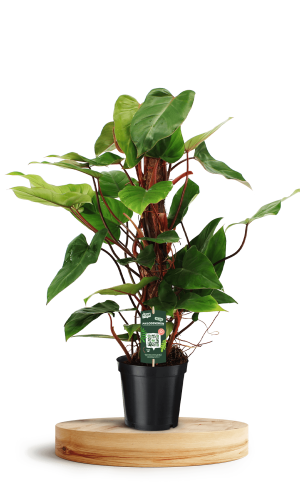 Philodendron Red Emerald 19cm