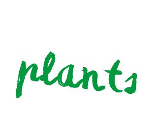buitenplanten plantanious