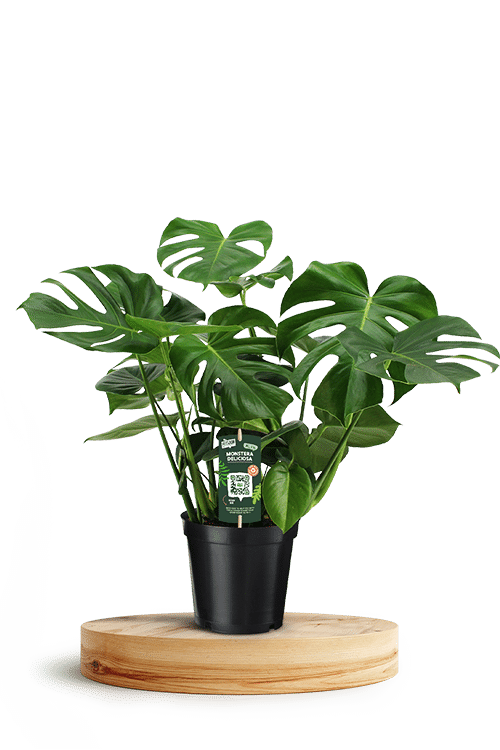 Monstera Deliciosa 21cm 750 X 500 WT