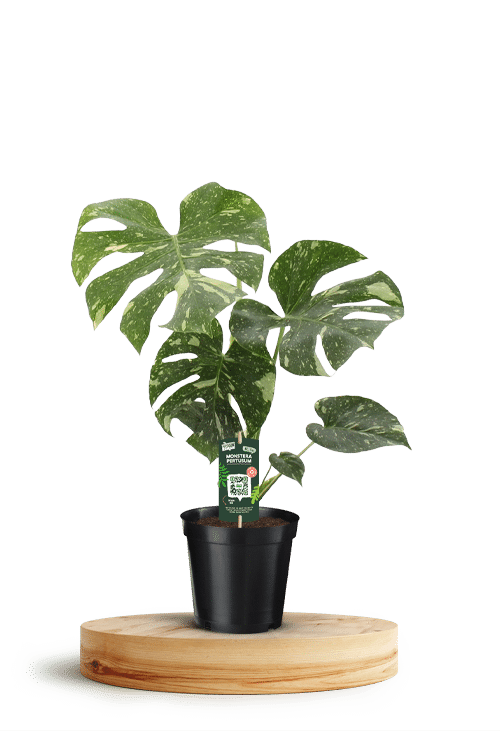 Monstera Thai Constellation 750 X 500 WT