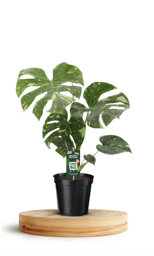 Monstera Thai Constellation 750 X 500 WT